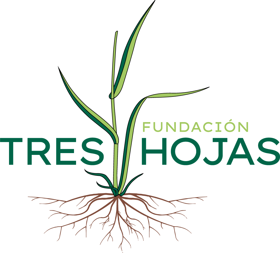 Fundacion 3 hojas Fundacion 3 hojas